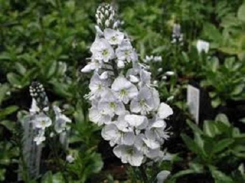 50 Pure White Veronica / Speedwall / Perennial / Flower Seeds. image 1