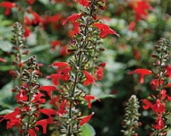 40+ Lady in Red Hummingbird Salvia / Perennial / Flower Seeds.