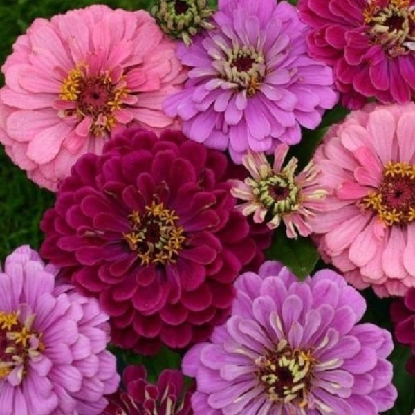 50+ Zinnia Art Deco Mix / Long-Lasting / Annual / Flower Seeds.