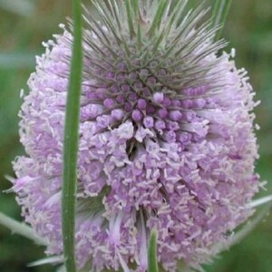 May include: A close-up of a purple and white flower with a spiky, green stem. The flower is in bloom and has a delicate, feathery texture.