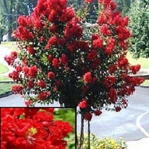 May include: A red crape myrtle tree in full bloom. The tree has multiple trunks and is covered in bright red flowers.