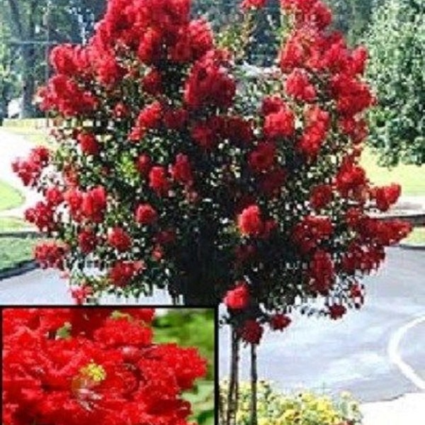35+ Red Crape Myrtle Tree / Drought Tolerant / Shrub / Perennial / Flower Seeds.
