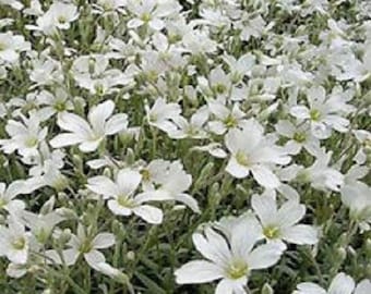 100+ Snow in Summer Cerastium / Flower Seeds.