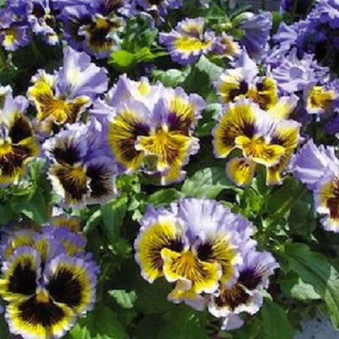 30+ Pansy Yellow and Blue Frizzle Sizzle Swirl / Ruffled / Re