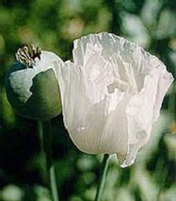 50+ Poppy "Glabrum" Somniferum / Moon Herb / Papaver / Perennial / Flower Seeds.