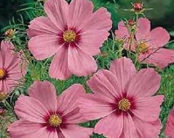 35 種類以上のセンセーション ピンキー コスモス / 干ばつ耐性 / 一年生 / 花の種子。