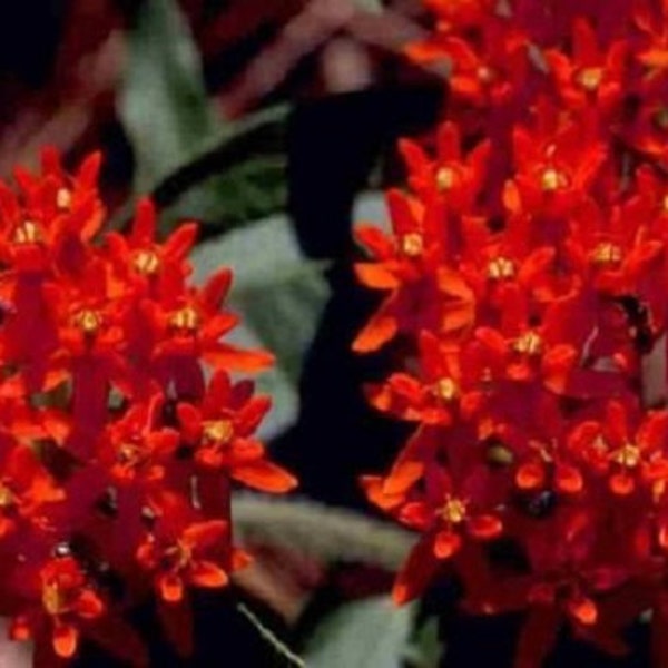 30+ Deep Red Ascelpias / Butterfly Weed / Perennial / Flower Seeds.
