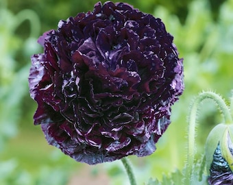 35+ BLACK DOUBLE  / Somniferum / Papaver / Perennial / Flower Seeds.