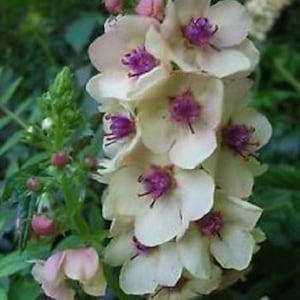 Può includere: Un gruppo di fiori giallo pallido con centri viola. I fiori sono disposti in una linea verticale e hanno un aspetto delicato e arricciato.