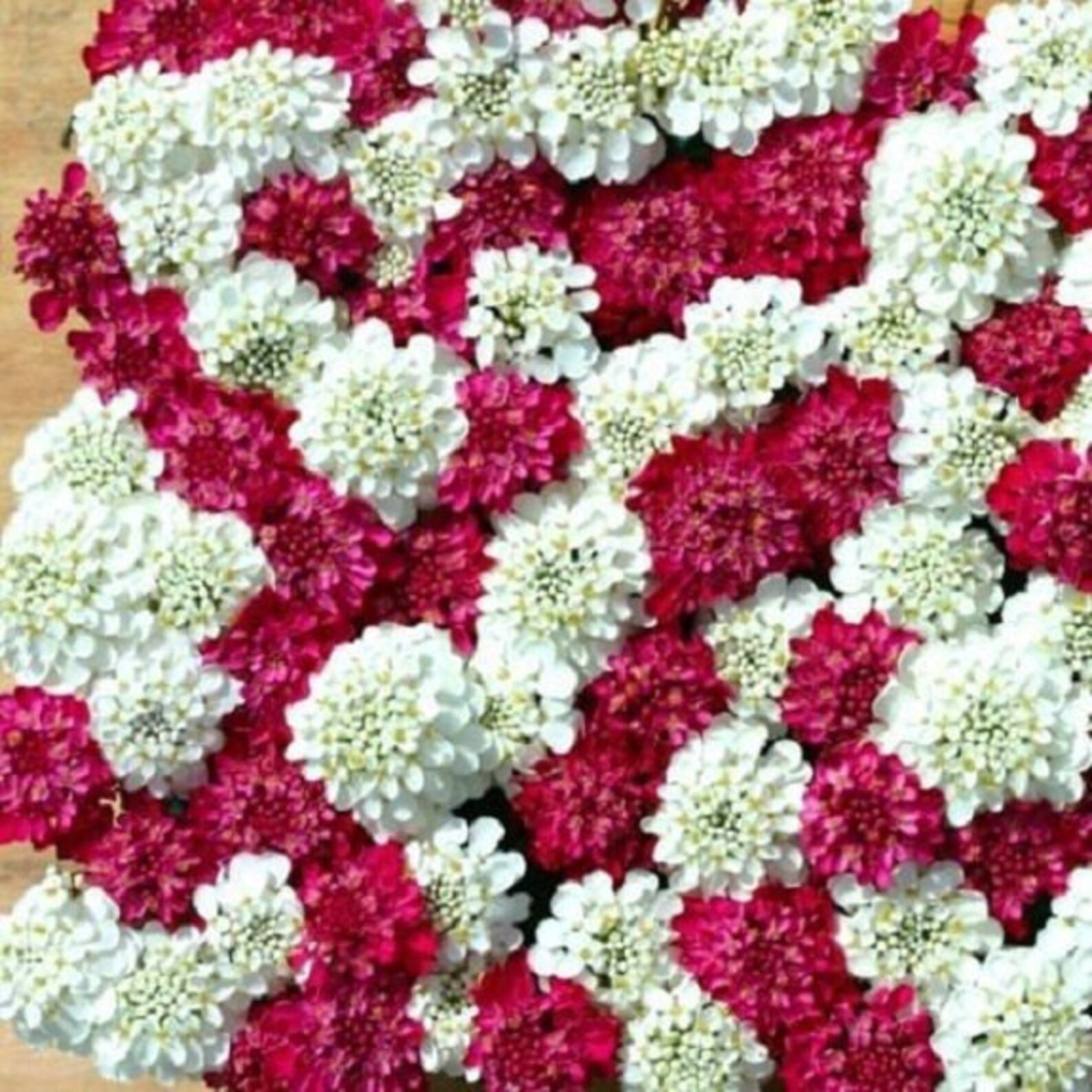 50+ Iberis Red and White Mix Candytuft / Deer Resistant / Perennial