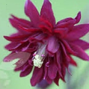 Puede incluir: Una sola flor de color morado oscuro con múltiples pétalos. La flor está enfocada y el fondo está desenfocado.