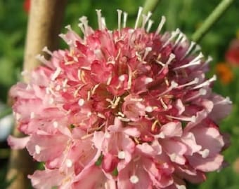 25+ Zalmkoningin Scabiosa Speldenkussen / Vaste plant / Bloemzaden.