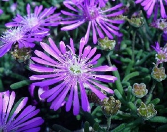 50+ Planta de hielo púrpura / Delosperma / Cooperii / Perenne / Semillas de flores.