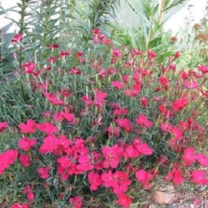 40+ Zing Rose Dianthus / Perenne / Semillas de flores.