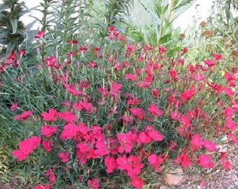 40+ Zing Rose Dianthus / Perennial / Flower Seeds.