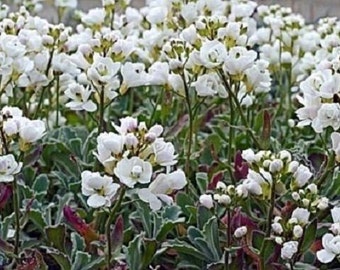 50+ Arabis Snow Cap White / Perennial / Flower Seeds.