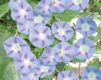 25+ Morning Glory ""Caprice"" / Staudensamen / Blumensamen."