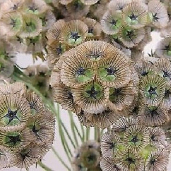 25+ Star Flower Pincushion Scabosia / Perennial / Flower Seeds    *