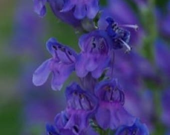 May include: A cluster of purple flowers with delicate petals and a bell-shaped form. The flowers are arranged in a vertical line, creating a striking visual display.
