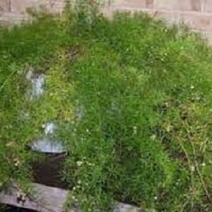 30+ Asparagus Fern / Perennial / Flower Seeds.