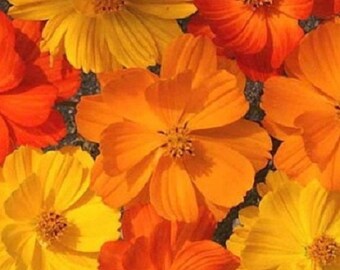 Könnte beinhalten: Nahaufnahme eines Straußes orangefarbener und gelber Kosmeen. Die Blüten haben zarte Blütenblätter und sind in einer Traube angeordnet.