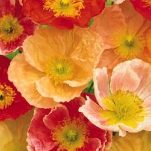 May include: A close-up of a bouquet of colorful poppy flowers. The flowers are in shades of red, orange, and pink, with yellow centers. The petals are delicate and ruffled.