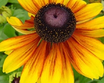 30+ Rudbeckia ToTo Gold / Dwaf / Perennial / Flower Seeds.