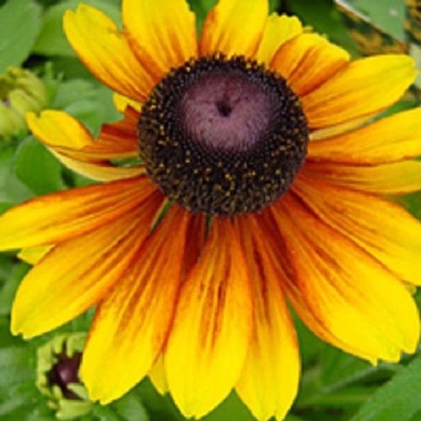 30+ Rudbeckia ToTo Gold / Dwaf / Perennial / Flower Seeds.