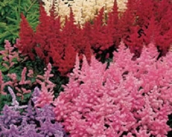 25+ Astilbe Mix / Perennial / Flower Seeds.