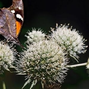 40+ Rattlesnake Master Eryngium / Yuccifolium / Drought Tolerant / Perennial / Flower Seeds.