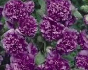 30+ Violet Double / Hollyhock / Alcea Rosea / Perennial / Flower Seeds.