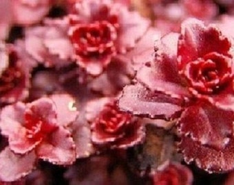 50+ Dragon's Blood Dark Red Sedum / Drought Tolerant / Perennial / Flower Seeds.