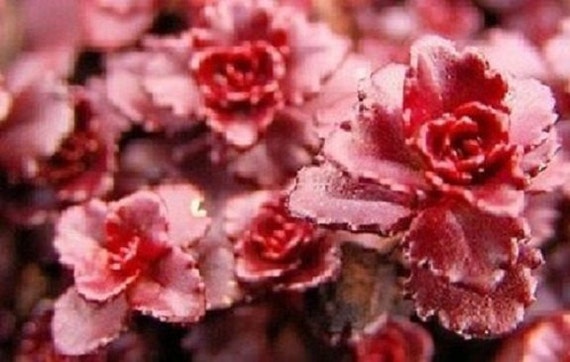 50+ Drakenbloed Donkerrood Sedum / Droogtetolerant / Vaste plant /  Bloemzaden. - Etsy Nederland