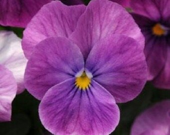 30+ Viola Purple Ice Sorbet / Shade-Loving / Perennial / Flower Seeds.