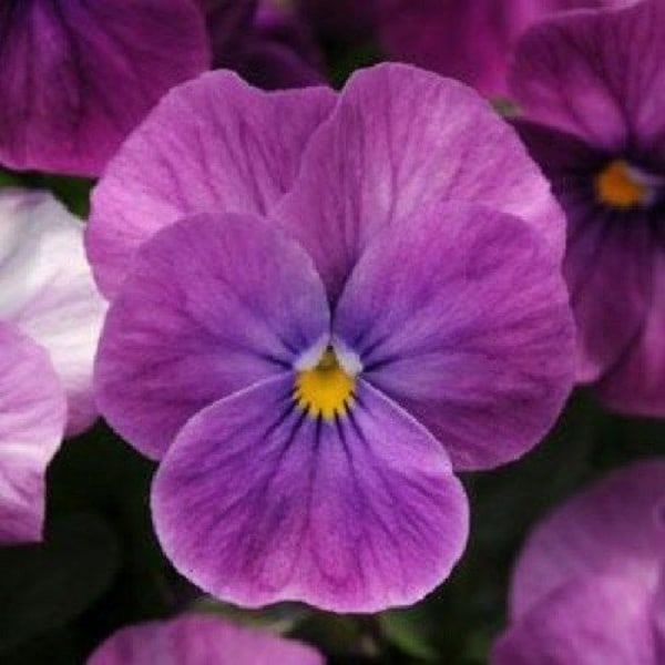 30+ Viola Purple Ice Sorbet / Shade-Loving / Perennial / Flower Seeds.