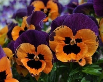 35+ Pansy Poker Face Joker  / Biennial / Flower Seeds.