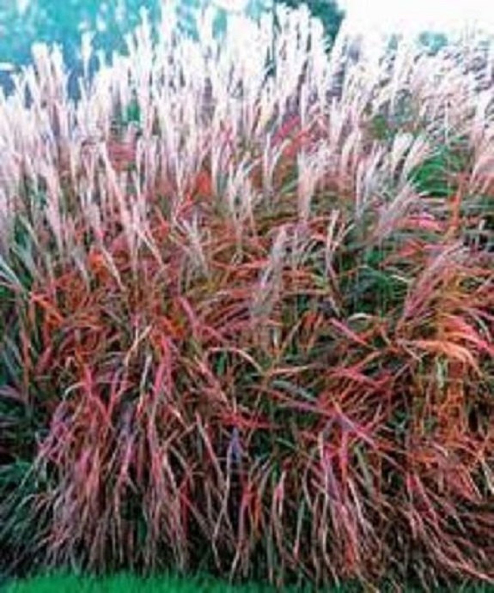 30 Miscanthus Flame Grass / Ornamental Grass / Perennial / Etsy