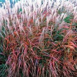May include: A clump of ornamental grass with long, thin blades in shades of pink, red, and green. The grass is growing in a garden setting.