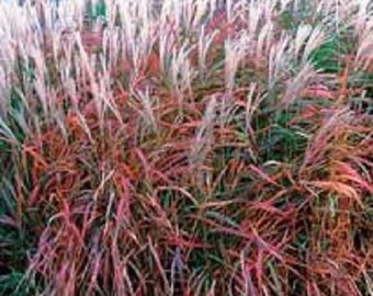 30+ MIscanthus Flame Grass / Ornamental Grass / Perennial / Flower Seeds.