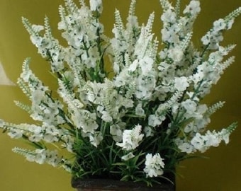 30+ Lavendula blanca / Lavanda blanca / Perenne / Semillas de flores.