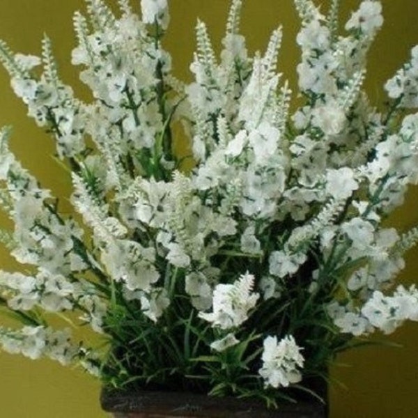 30+ White Lavendula / White Lavender / Perennial / Flower Seeds.