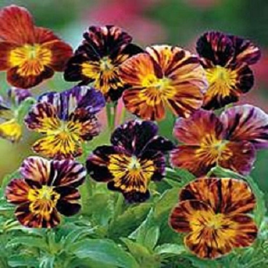 25 Brush Strokes Mix Viola / Shadeloving / Perennial / Flower Seeds
