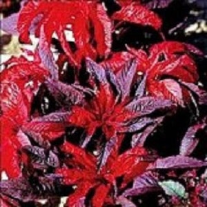 50+ nasion rośliny jednorocznej / kwiatowej odmiany Molten Fire Amaranthus.