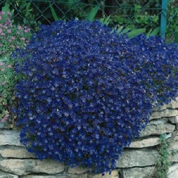 50+ Aubrieta Blue Rock Cress / Perennial / Flower Seeds.