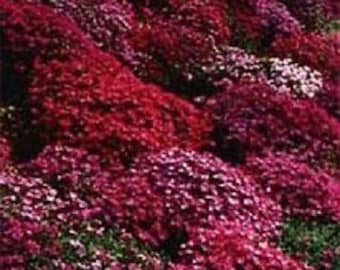 50+ Red Aubrieta / Rock Cress / Perennial / Flower Seeds.