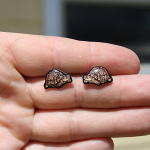 Star Tortoise Earring Studs: Gift for turtle Animal lovers, vet techs, veterinarians, zookeeper's cute earrings with Stainless Steel Posts