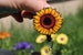 Sunflower Badge Reel ID holder: Gift for flower or garden lovers, Nurses hospital workers Cute flower badge reels 