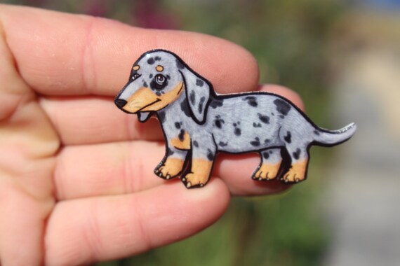 merle dachshund