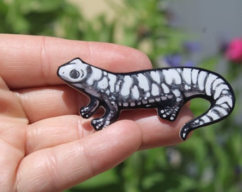 Marbled Salamander: Gift for Newt lover, vet tech, veterinarian, zookeeper Cute Animal magnets for locker or fridge