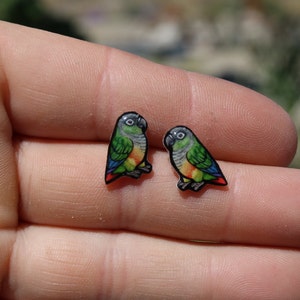 Conure stud Earrings : Gift for bird lover, vet techs, veterinarian, zookeeper cute animal parrot earrings with Stainless Steel Posts